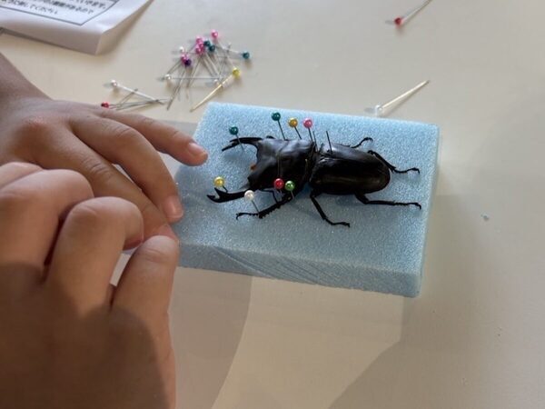 昆虫標本も自分で作れる。ヘラクレス・ネプチューン・新種クワガタが集結する昆虫展が埼玉・所沢で7月18日から