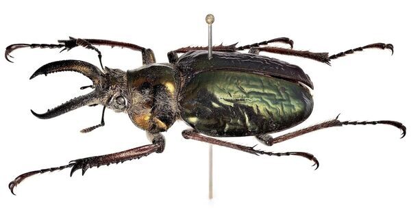 昆虫標本も自分で作れる。ヘラクレス・ネプチューン・新種クワガタが集結する昆虫展が埼玉・所沢で7月18日から