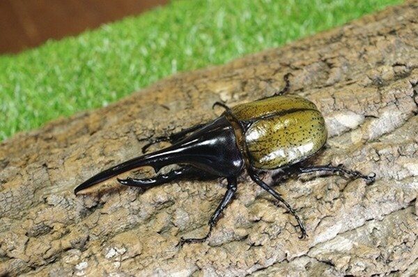 昆虫標本も自分で作れる。ヘラクレス・ネプチューン・新種クワガタが集結する昆虫展が埼玉・所沢で7月18日から