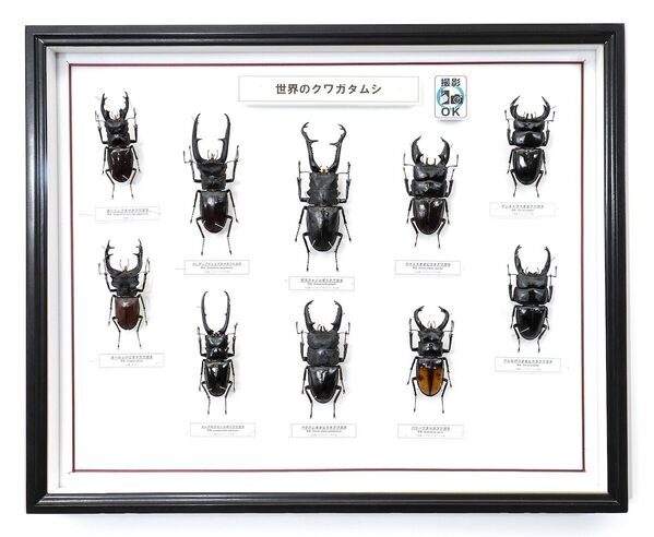 昆虫標本も自分で作れる。ヘラクレス・ネプチューン・新種クワガタが集結する昆虫展が埼玉・所沢で7月18日から