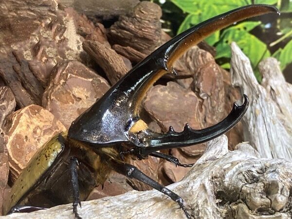 小・中学生が【入館無料】生きた昆虫にさわれる…！虫好きキッズが夢中になる夏休みの昆虫展