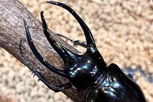 小・中学生が【入館無料】生きた昆虫にさわれる…！虫好きキッズが夢中になる夏休みの昆虫展