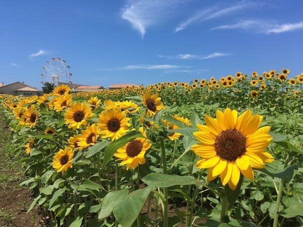 映え～！10万本のひまわりで子どもと写真を撮りたい夏。絶景に恐竜、生き物体験も。1日たっぷり遊べる横須賀の夏イベント