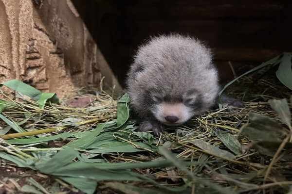 【可愛すぎる】巣箱の外で衰弱していた赤ちゃんも…レッサーパンダの赤ちゃん2頭が4年ぶり誕生