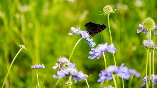 「楽して絶景、何より涼しい」夏こそ行きたい天空ハイキング。標高2600mまで一気に！