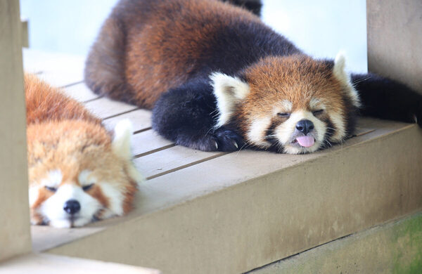 6月生まれの赤ちゃんレッサーパンダが主役！ 愛称募集、限定グッズも。西山動物園は入園無料【国際レッサーパンダデー】