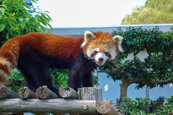 6月生まれの赤ちゃんレッサーパンダが主役！ 愛称募集、限定グッズも。西山動物園は入園無料【国際レッサーパンダデー】