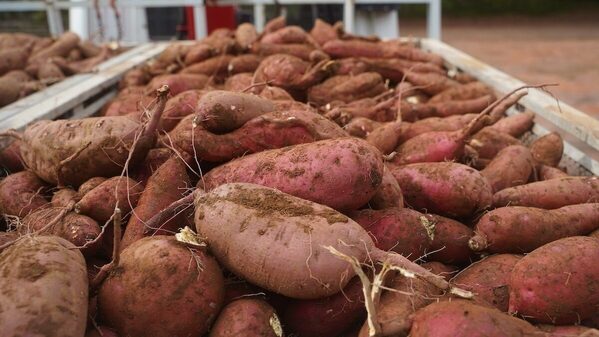 【めっちゃ行きたい！】30分掘り放題で最大10kg⁉「大さつまいも掘りフェスティバル」茨城で開催