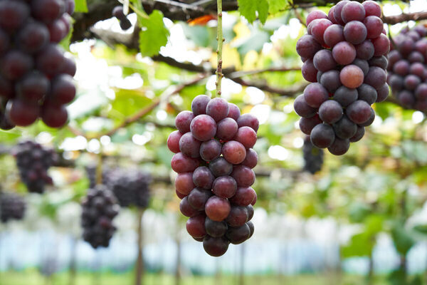 これからブドウは全部この食べ方にするわ…最後まで甘いブドウを食べる方法