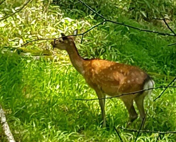 「死んだふりは効果的？」クマ、イノシシ、シカ……野生動物と遭遇したらどうすればいいの？専門家に聞いてみた
