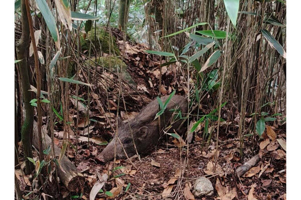 「死んだふりは効果的？」クマ、イノシシ、シカ……野生動物と遭遇したらどうすればいいの？専門家に聞いてみた