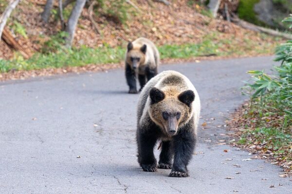 「死んだふりは効果的？」クマ、イノシシ、シカ……野生動物と遭遇したらどうすればいいの？専門家に聞いてみた