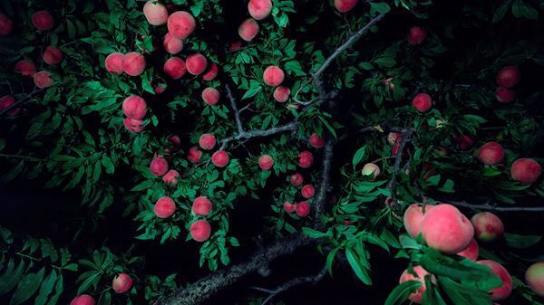 20年以上にわたる女性美術家の活動を振り返る 　『やなぎみわ展 神話機械』展開催