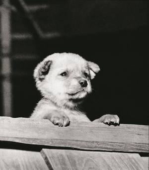 女性写真家のパイオニア・山沢栄子の大規模回顧展が開催