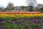 16万本の花が咲きほこる！ 兵庫県加西で「チューリップまつり」が開催