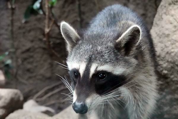 近年、注目を集める話題に迫る特別展「知るからはじめる外来生物」