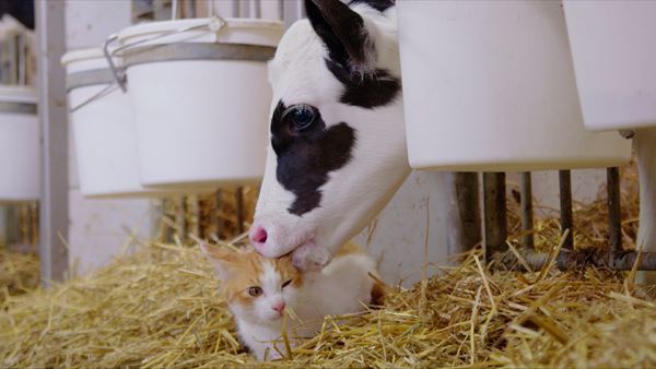 ナレーションを務める中村倫也も思わず笑み　『劇場版 岩合光昭の世界ネコ歩き』予告編公開