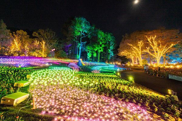 大阪を元気にする大型イベント『はなぶん サンクスイルミ ～旅うさぎと光の国～』が開催中