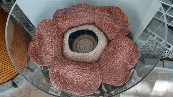 身近でありながらミステリアス！ 知られざる植物の実像に迫る　 特別展『植物　地球を支える仲間たち』開催