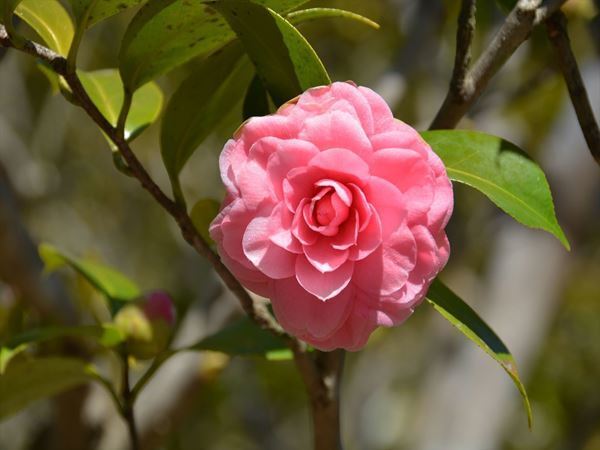 身近でありながらミステリアス！ 知られざる植物の実像に迫る　 特別展『植物　地球を支える仲間たち』開催