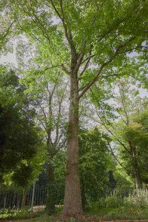 身近でありながらミステリアス！ 知られざる植物の実像に迫る　 特別展『植物　地球を支える仲間たち』開催