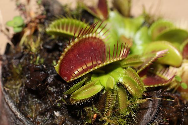 身近でありながらミステリアス！ 知られざる植物の実像に迫る　 特別展『植物　地球を支える仲間たち』開催