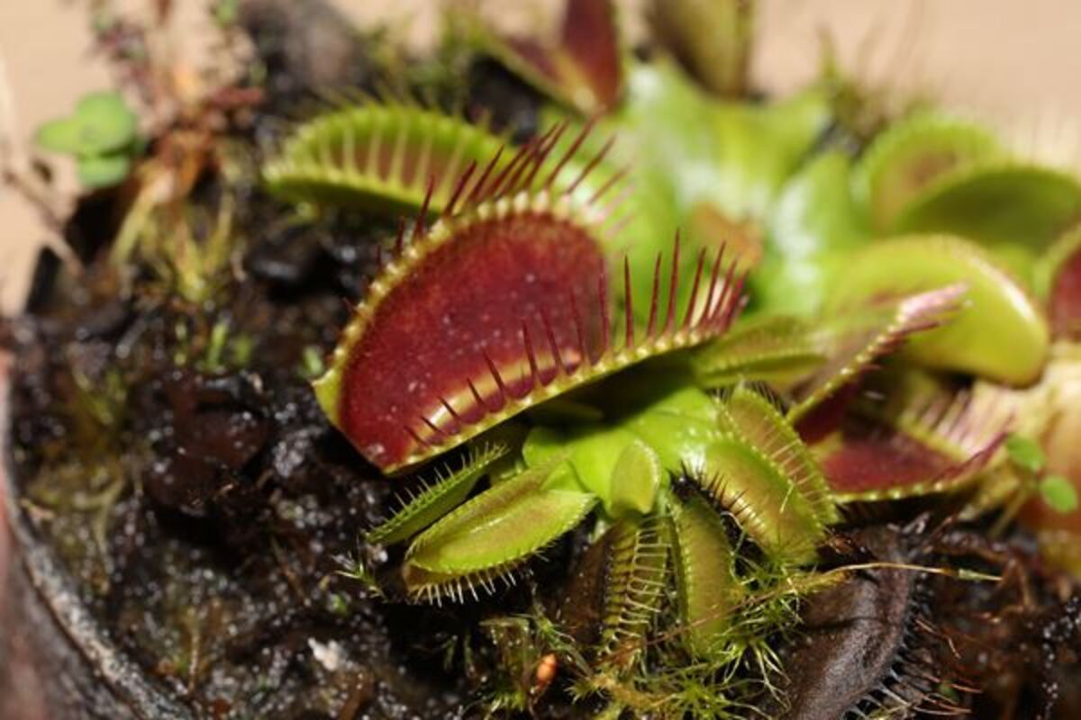 身近でありながらミステリアス 知られざる植物の実像に迫る 特別展 植物 地球を支える仲間たち 開催 21年6月22日 ウーマンエキサイト 1 2