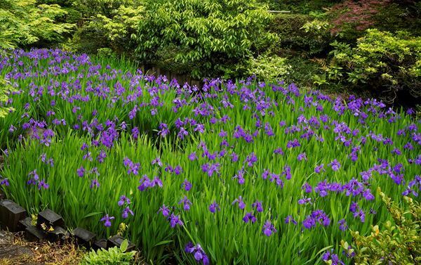 尾形光琳≪燕子花図屏風≫公開！ 根津美術館にて『国宝 燕子花図屏風 -色彩の誘惑-』を開催