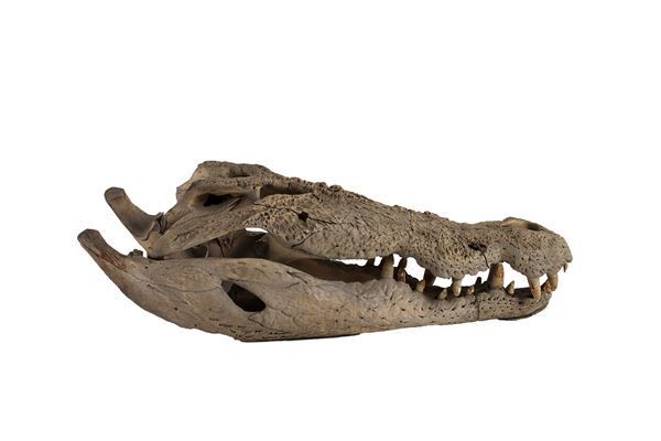 さまざまな捕食者（ハンター）の起源と進化を紹介する『大地のハンター展』　 人気コミック『BEASTARS』とのコラボも！