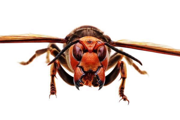 さまざまな捕食者（ハンター）の起源と進化を紹介する『大地のハンター展』　 人気コミック『BEASTARS』とのコラボも！