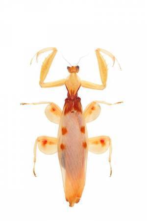 さまざまな捕食者（ハンター）の起源と進化を紹介する『大地のハンター展』　 人気コミック『BEASTARS』とのコラボも！