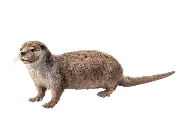 さまざまな捕食者（ハンター）の起源と進化を紹介する『大地のハンター展』　 人気コミック『BEASTARS』とのコラボも！