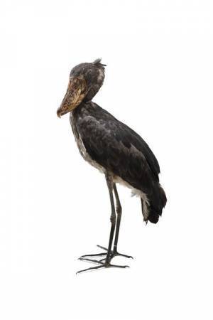 さまざまな捕食者（ハンター）の起源と進化を紹介する『大地のハンター展』　 人気コミック『BEASTARS』とのコラボも！