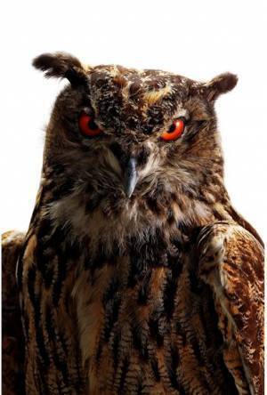 さまざまな捕食者（ハンター）の起源と進化を紹介する『大地のハンター展』　 人気コミック『BEASTARS』とのコラボも！