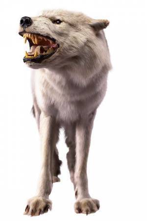 さまざまな捕食者（ハンター）の起源と進化を紹介する『大地のハンター展』　 人気コミック『BEASTARS』とのコラボも！