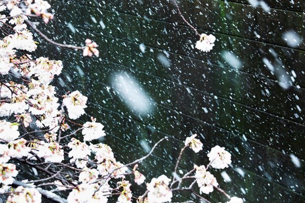 『蜷川実花展 －虚構と現実の間に－』上野の森美術館にて開催　全国10会場での巡回展をスケールアップした内容に