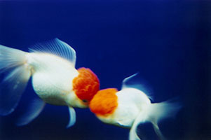 『蜷川実花展 －虚構と現実の間に－』上野の森美術館にて開催　全国10会場での巡回展をスケールアップした内容に