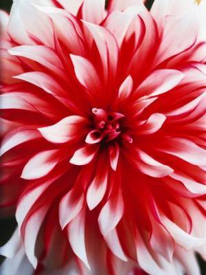 『蜷川実花展 －虚構と現実の間に－』上野の森美術館にて開催　全国10会場での巡回展をスケールアップした内容に