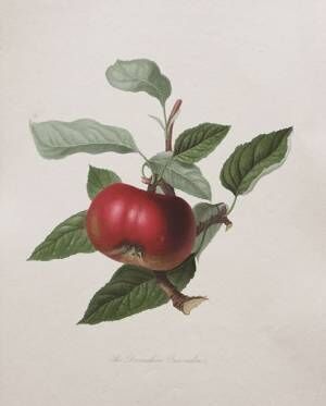 ウィリアム・フッカー 《リンゴ 「デヴォンシャー・カレンデン」 》 1818年Michael Whiteway