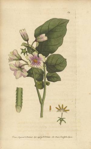 様々なエピソードとともに美しいボタニカル・アートが大集合『おいしいボタニカル・アート』11月5日より開催