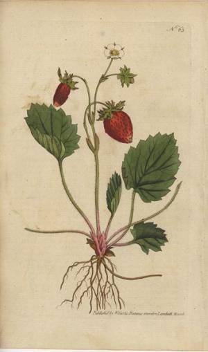 様々なエピソードとともに美しいボタニカル・アートが大集合『おいしいボタニカル・アート』11月5日より開催