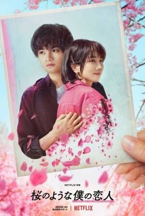 『桜のような僕の恋人』ティザーアート