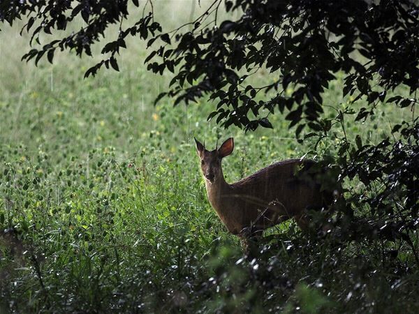 動物写真家・岩合光昭の本格的野生動物ドキュメンタリー写真展『PANTANAL 清流がつむぐ動物たちの大湿原』6月4日より開催