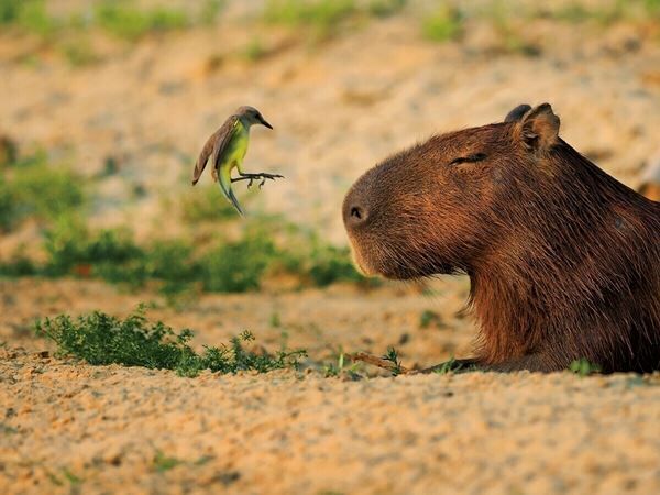 動物写真家・岩合光昭の本格的野生動物ドキュメンタリー写真展『PANTANAL 清流がつむぐ動物たちの大湿原』6月4日より開催