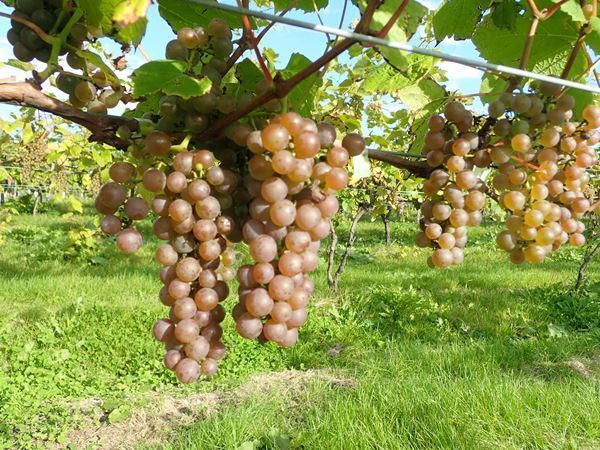 ドリカム、吉田が命名したワイン用ブドウにちなんだプレイリスト「未来」「銀河」を公開