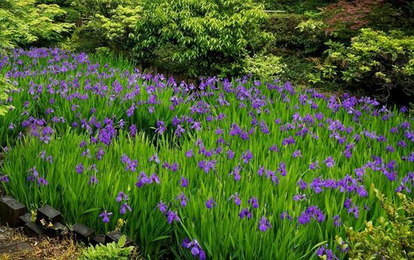 国宝《燕子花図屏風》とともに茶道具の名品を公開『特別展 燕子花図屏風の茶会 昭和12年5月の取り合わせ』開催