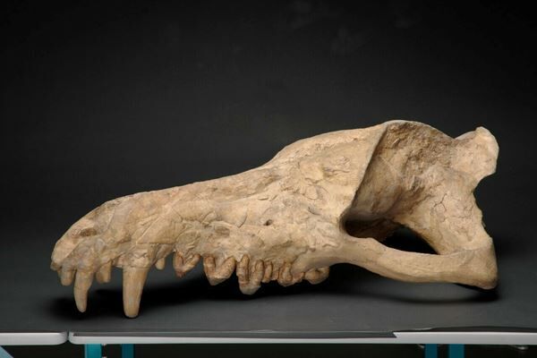 「チベットケサイ」の全身骨格復元標本と生体復元モデルを世界初公開！ 　特別展『化石ハンター展』7月16日より開催