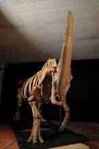 「チベットケサイ」の全身骨格復元標本と生体復元モデルを世界初公開！ 　特別展『化石ハンター展』7月16日より開催