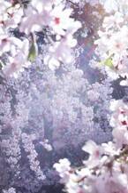 蜷川実花撮影の写真と映像がアール・デコ様式の洋館を彩る展覧会　『蜷川実花 瞬く光の庭』6月25日より開催