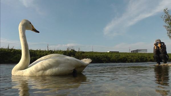 石崎ひゅーい、主題歌担当の映画『私は白鳥』予告編で新曲「スワンソング」解禁
